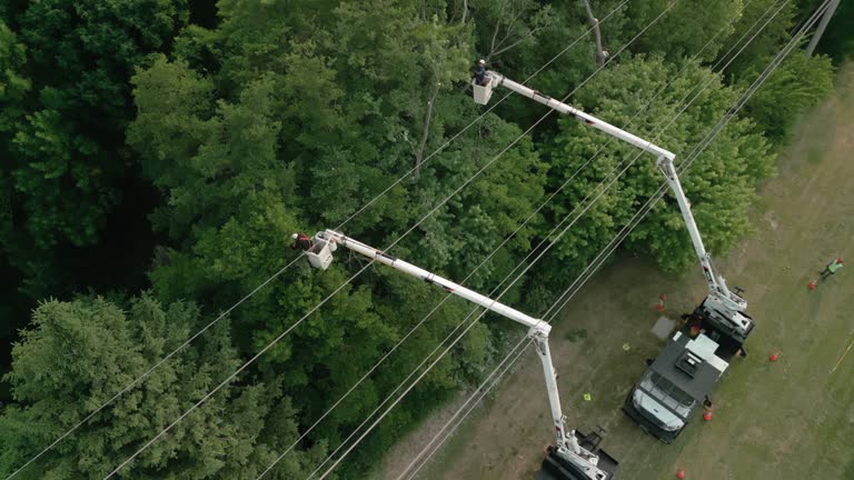 Best Tree and Shrub Care  in Nyon Lake, CA